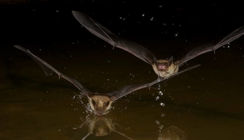 Little Brown Bat (Myotis occultus) two adults flying at night over water surface and drinking,