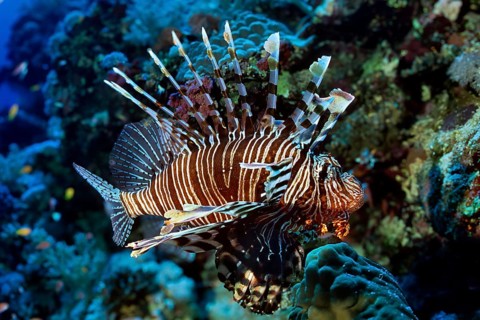 Predator Common lionfish (Pterois miles) with splayed dorsal fins and erect venomous spines swims