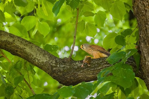 A common kestrel (Falco tinnunculus) with his prey a European hamster (Cricetus cricetus) sits on a