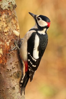 Great Spotted Woodpecker (Dendrocopos major) male, Lower Saxony, Germany