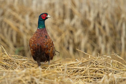 Common Pheasant (Phasianus colchicus) male on field, North Rhine-Westphalia, Germany