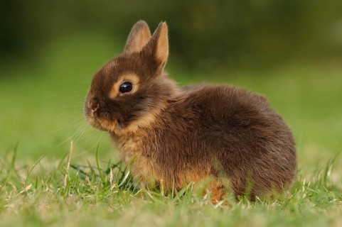 Young brown rabbit sitting in the grass and looking forward, colour dwarf, tan-havana, Bavaria