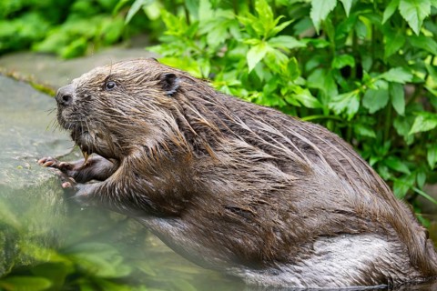 Eurasian beaver (Castor fiber) on the ground in the evening, Bavaria, Germany