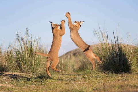Caracal (Caracal caracal) jumping and hunting, Castile-La Mancha, Spain