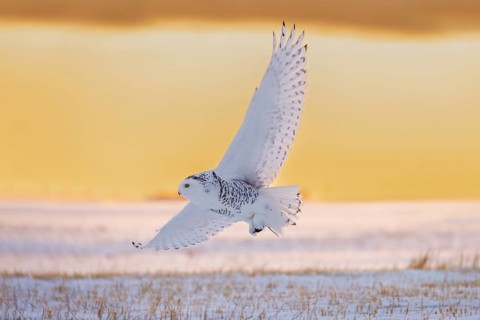 Hunting snowy owl, polar owl, Arctic owl (Bubo scandiacus) female met mouse prey in its talons