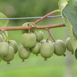 Mini kiwi (Actinidia arguta 'Geneva'),  Veitshöchheim, Bavaria, Germany