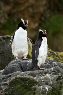 Erect-crested Penguin (Eudyptes sclateri), Antipodes Island, New Zealand