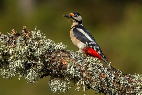 Great Spotted Woodpecker (Dendrocopos major), adult female on a tree, Castilla Leon, Spain