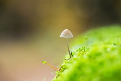 Milky mycena (Mycena galopus) mushroom in a forest in autumn, Bavaria, Germany