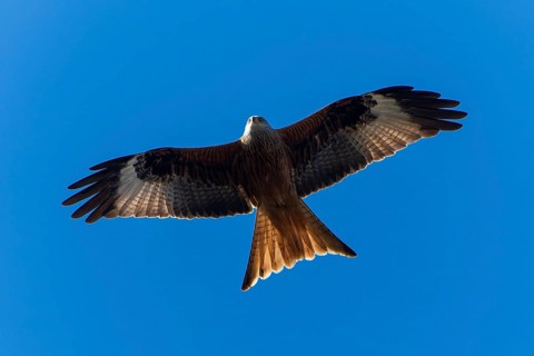 A bird in full wingspan flying high in the blue sky, Red Kite, (Milvus milvus) wildlife, Germany