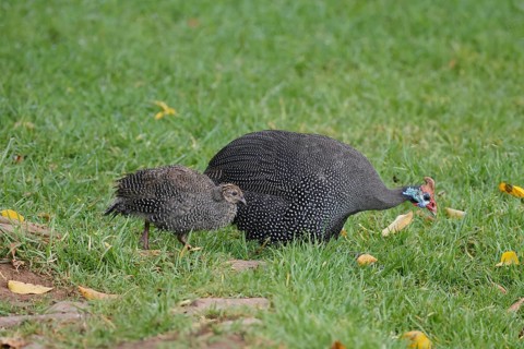 Helmeted guinea fowl (Numida meleagris), adult, juvenile, chick, alert, foraging, Kirstenbosch