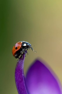 Seven-spot ladybird (Coccinella septempunctata) adult insect on a garden Crocus flower in