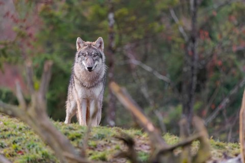 A young grey wolf (Canis lupus lupus) stands in a meadow behind a dead tree on a hill