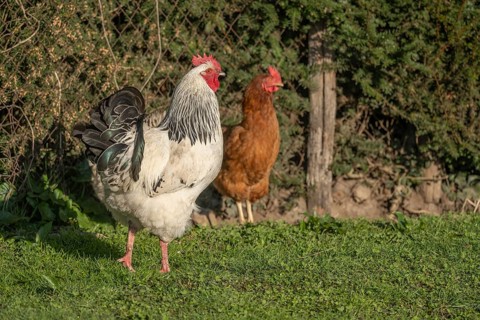 Roosters and Chickens Roam in Field on Farm The ground is green and covered with grass. It is a