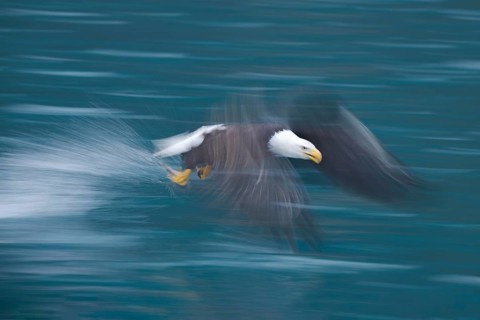 Bald Eagle (Haliaeetus leucocephalus) hunting, Alaska, USA