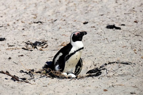 African penguin (Spheniscus demersus), adult, at the nest, clutch, eggs, incubating, Boulders