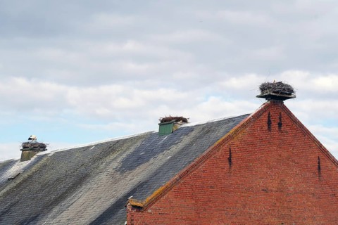 Tiled roof gable with several stork nests under cloud cover, Rühstädt, Brandenburg, Germany