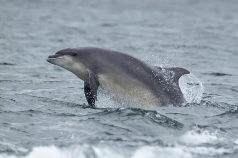 Common bottlenose dolphin (Tursiops truncatus) adult marine mammal leaping out of the sea,