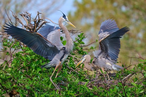 Two Great blue heron (Ardea herodias), with outstretched wings perched on branches surrounded by