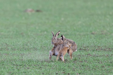 European hare (Lepus europaeus) mating season, so-called gathering time, hares fighting with each