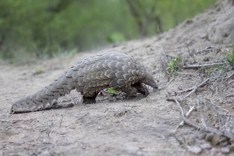 Cape Pangolin (Smutsia temminckii) close-up, Limpopo, South Africa