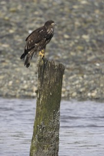 Bald Eagle (Haliaeetus leucocephalus), British Columbia, Canada