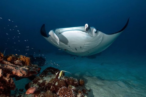 Underwater photo of reef manta ray (Manta alfredi) Manta, devil ray, winged ray, reef manta,