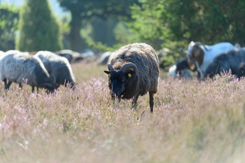 Heidschnucken (Ovis aries), herd in the blooming heathland, Südheide Nature Park, Lüneburg Heath,