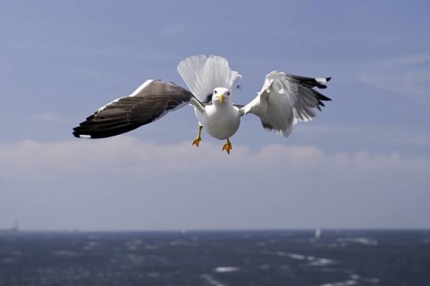 Lesser Black-backed Gull (Larus fuscus) flying, Texel, Netherlands