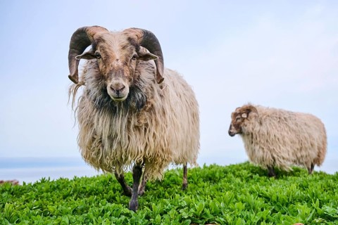 Domestic sheep (Ovis aries) 'Heidschnucke moorland sheep' on a meadow, Helgoland, Germany