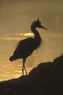Great Blue Heron (Ardea herodias), Florida, USA