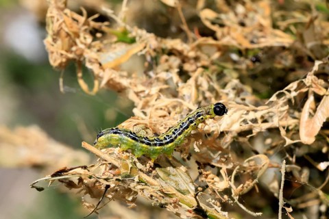 Box tree moth (Cydalima perspectalis), caterpillar, feeding on boxwood, clear feeding, Ellerstadt,