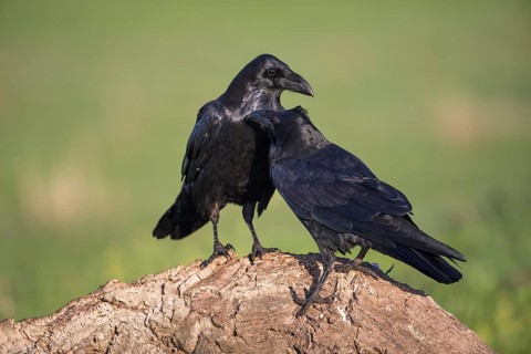 Raven (Corvus corax), Spanish imperial eagle, Extremadura, Castilla La Mancha, Spain