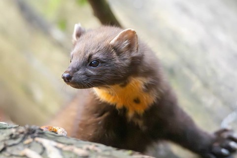 European pine marten (Martes martes) in a forest in autumn, Bavaria, Germany