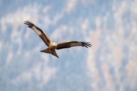Red kite (Milvus milvus), in flight, Münster, Tyrol, Austria