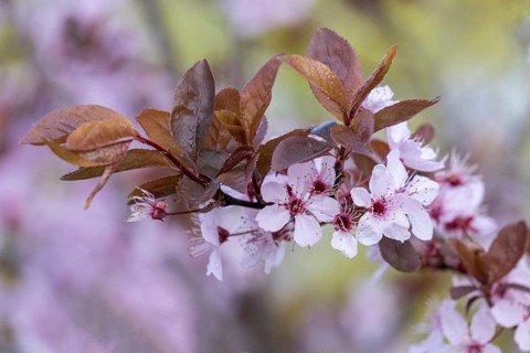 Flowering branch of a blood plum (Prunus cerasifera Nigra), Germany