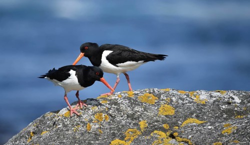 Oystercatcher, (Haematopus ostralegus) on a rock on the coast of Norway