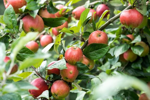Danziger Kantapfel, apple, old variety, Germany