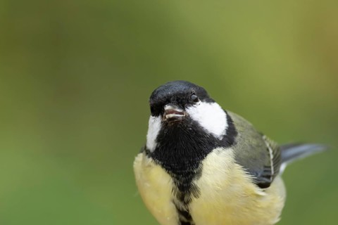 Great tit (Parus major) adult garden bird head portrait, England, United Kingdom