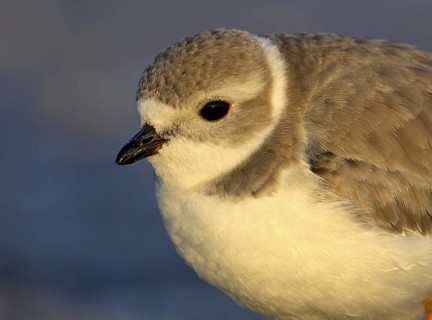 Piping Plover (Charadrius melodus), Florida, USA