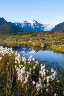 Reflection in a river with cotton grass, view of glacier tongues and mountains, glacier tongue