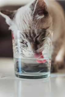 A close-up of a cat licking water from a glass, capturing the tongue mid-motion. The domestic scene