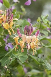 Goatgrass (Lonicera × heckrottii 'Goldflame'), Weihenstephan Gardens, Germany