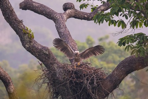 American harpy eagle (Harpia harpyja) Young bird in nest, doing flight exercises, Carajas National