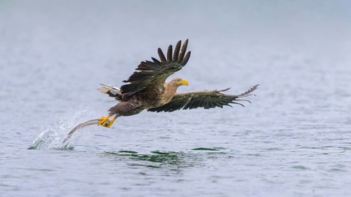 White-tailed eagle (Haliaeetus albicilla), in flight grabbing its prey, Mecklenburg-Western