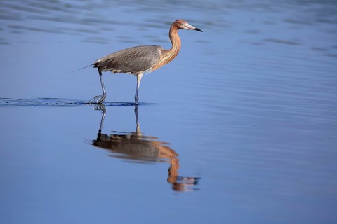 Reddish Egret (Egretta rufescens), adult, in water, foraging, hunting, alert, Merritt Island, Black