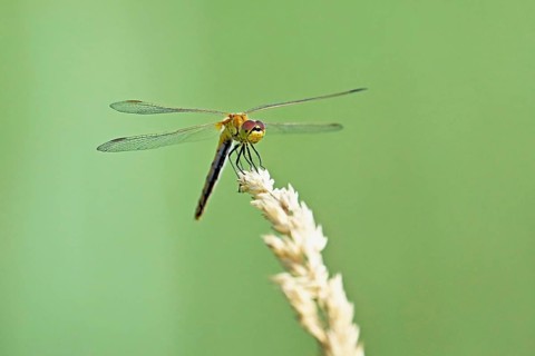 Marsh dragonfly (Sympetrum depressiusculum), female approaching a blade of grass, Switzerland