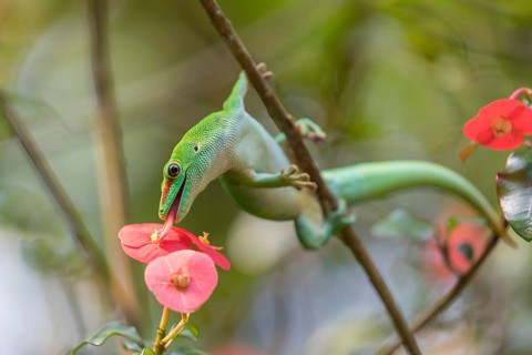 One Madagascar giant day gecko, Phelsuma madagascariensis grandis, climbing between twigs and licks
