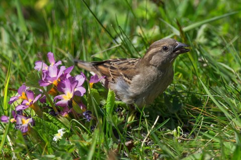 A curious female house sparrow (Passer domesticus) in spring-flowering grass with light flower