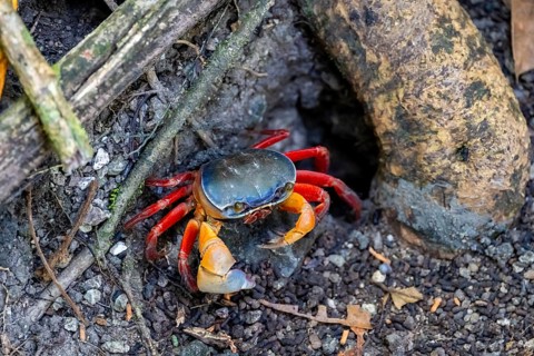 Harlequin crab (Cardisoma armatum), Manuel Antonio National Park, Puntarenas district, Costa Rica